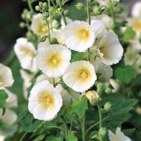 Polarstar, Hollyhock Seeds